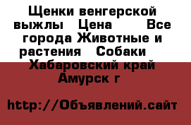 Щенки венгерской выжлы › Цена ­ 1 - Все города Животные и растения » Собаки   . Хабаровский край,Амурск г.